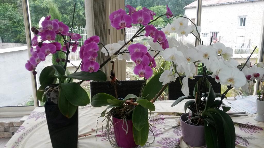 Les Orchidees Chambre Hotes Futuroscope Chasseneuil Poitiers Jaunay-Clan Eksteriør bilde